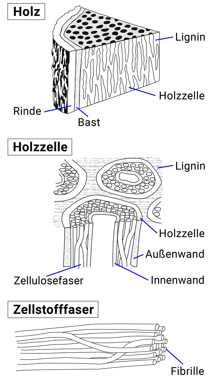 Das Bild zeigt drei Zoomeinstellungen. Auf der obersten Ebene das Holz mit Rinde, Bast, Lignin und Holzzelle. Der Zoom auf die Holzzelle zeigt zudem die Zellulosefasern. Im der dritten Zoomeinstellung wird die Zellulosefaser mit ihren Fibrillen dargestellt.